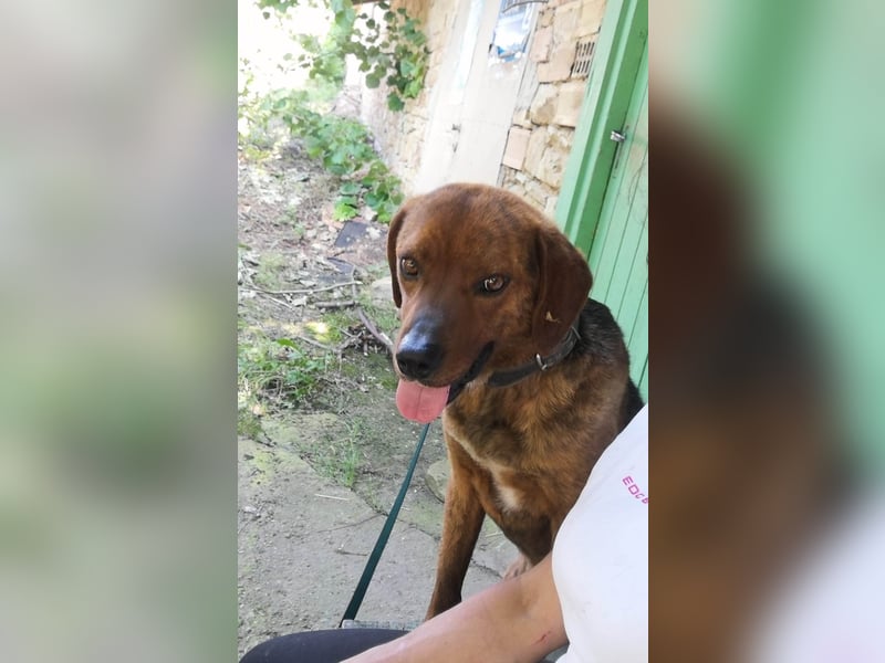 ERNO ❤ EILIG!  sucht Zuhause oder Pflegestelle