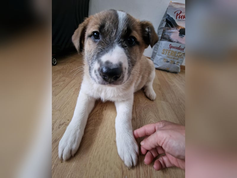 Tyler, kleiner Hundemann auf der Suche nach dem Glück