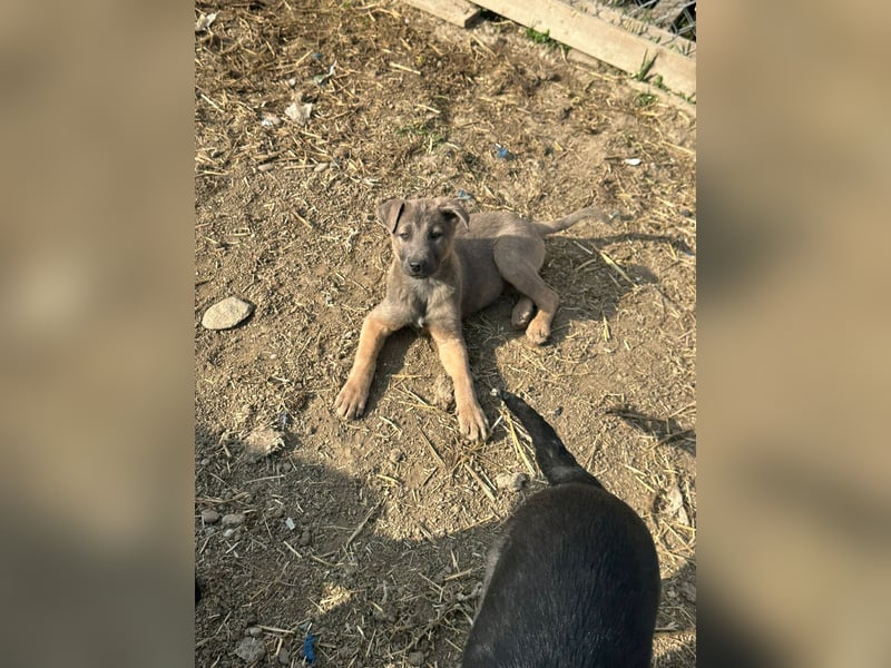 Xerox, süßer geht fast nicht