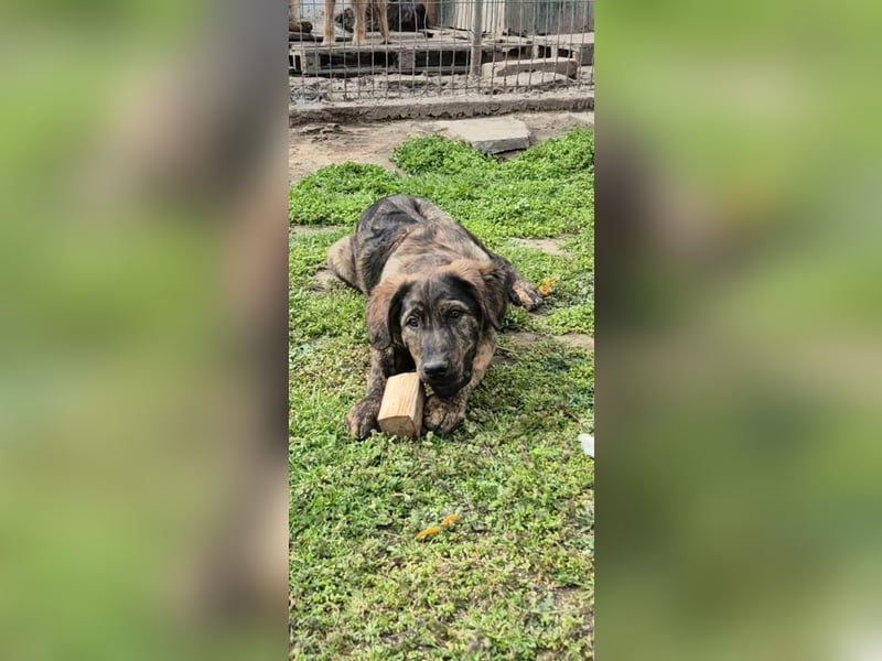 DENIS ❤ EILIG! sucht Zuhause oder Pflegestelle