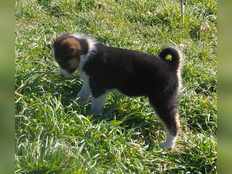 VOGUE ❤ EILIG! sucht Zuhause oder Pflegestelle