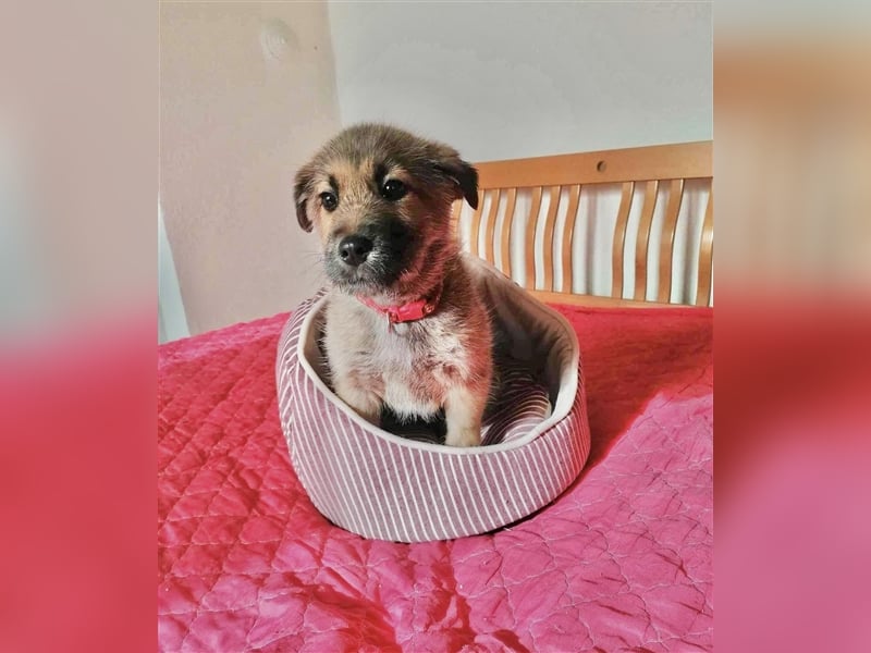 VEX ❤ sucht Zuhause oder Pflegestelle