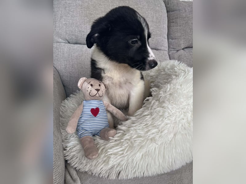 FILOU ❤️ SEHR EILIG! sucht Zuhause oder Pflegestelle