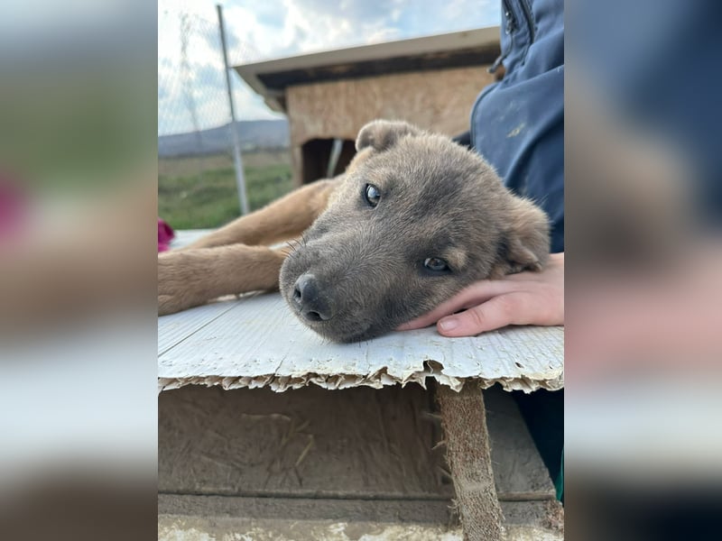 Xerox, süßer geht fast nicht