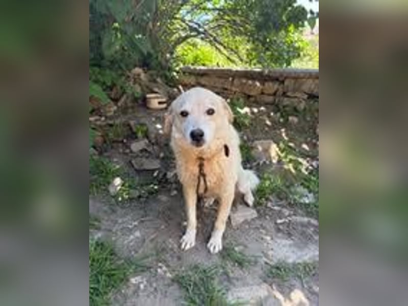 OSKAR ❤ EILIG! sucht Zuhause oder Pflegestelle