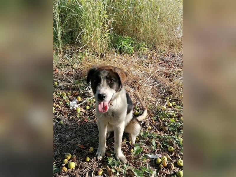 DILEILA ❤ sucht Zuhause oder Pflegestelle