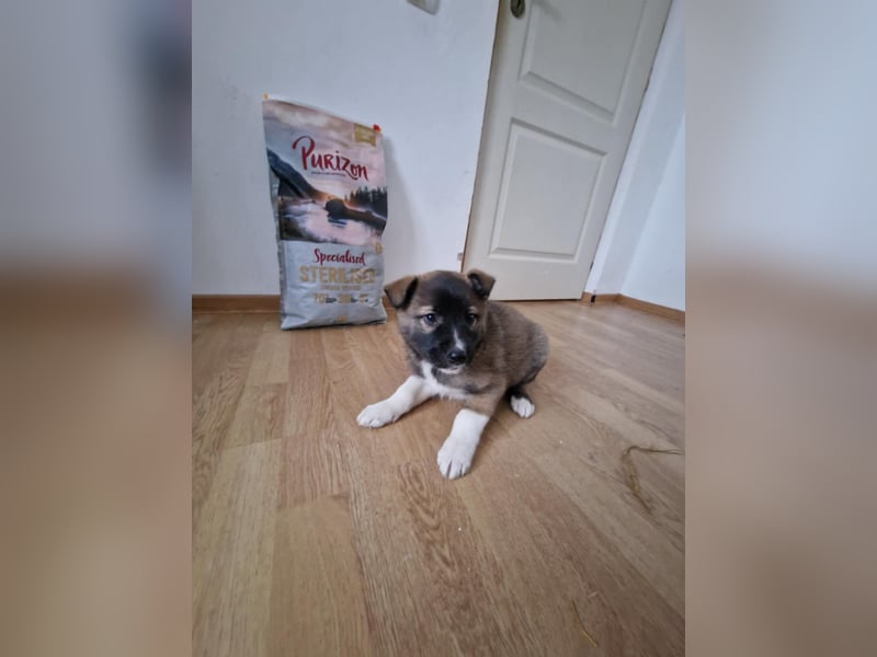 Timi, kleiner Hundemann sucht seine Menschen