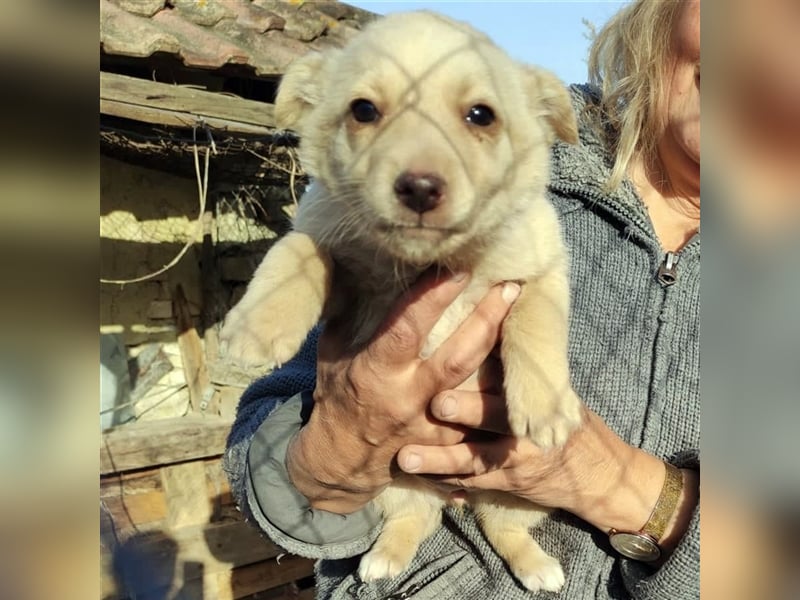 XANDRA ❤  sucht Zuhause oder Pflegestelle