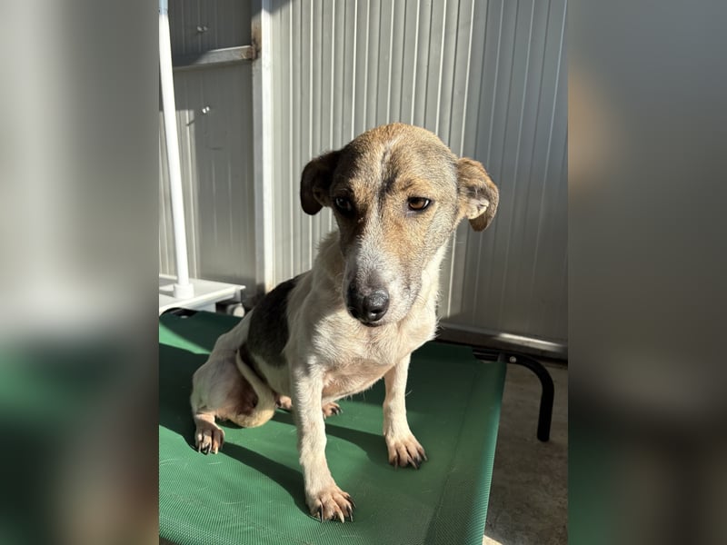 RAVENA ❤ wartet in 52441 Linnich-Gereonsweiler auf Dich