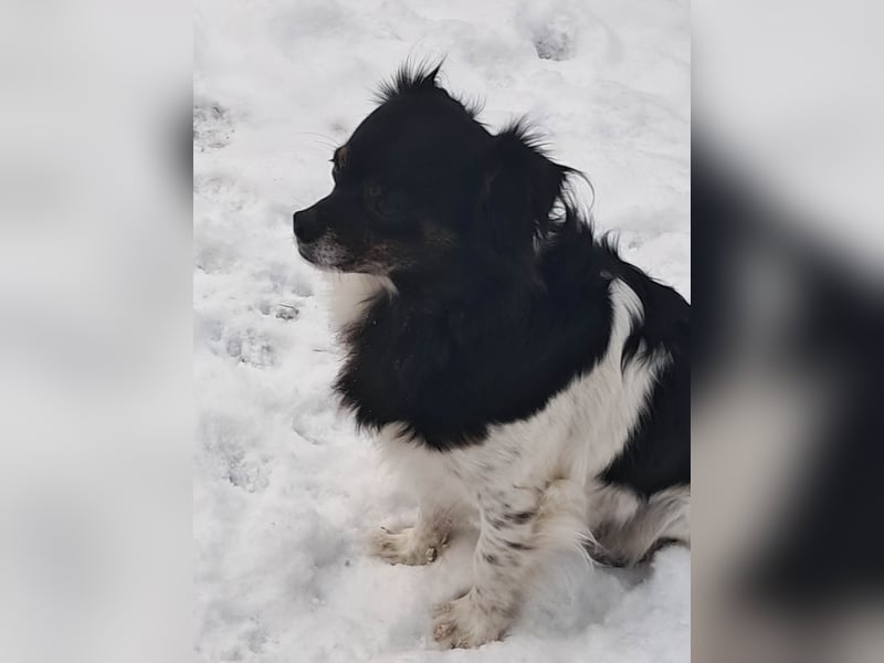 Maya, zauberhafte Hündin sucht Gesellschaft