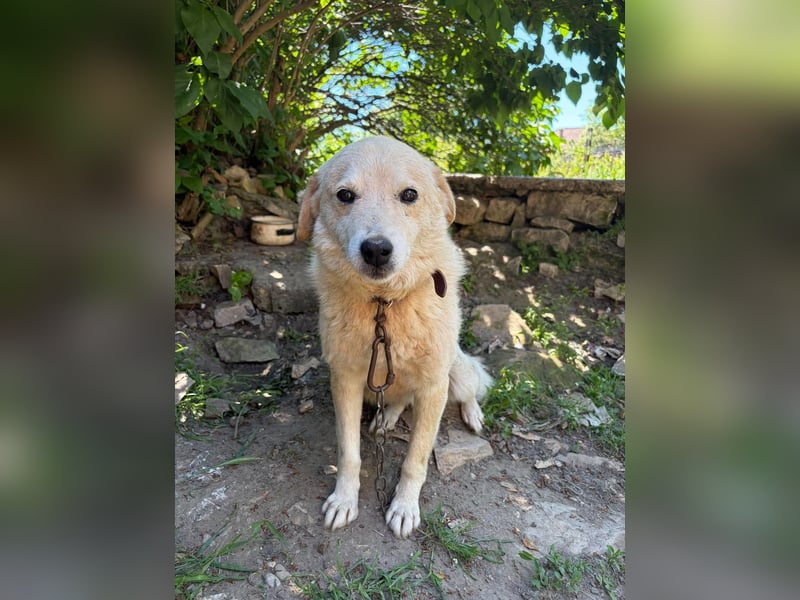 OSKAR ❤ EILIG! sucht Zuhause oder Pflegestelle