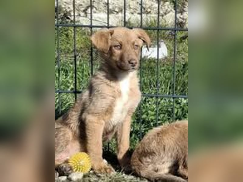 CALISY ❤ EILIG! sucht Zuhause oder Pflegestelle