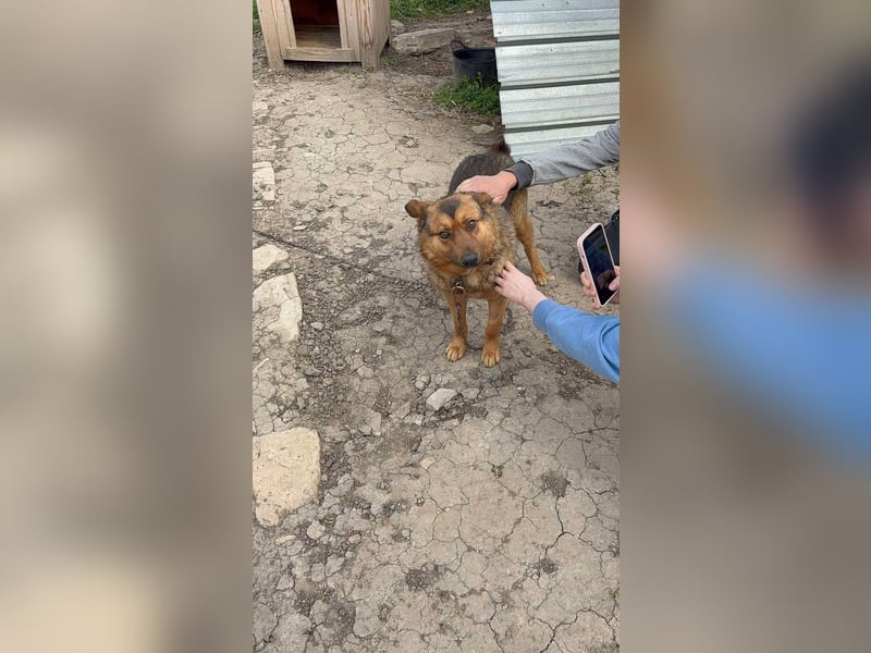 ALI ❤ EILIG! sucht Zuhause oder Pflegestelle
