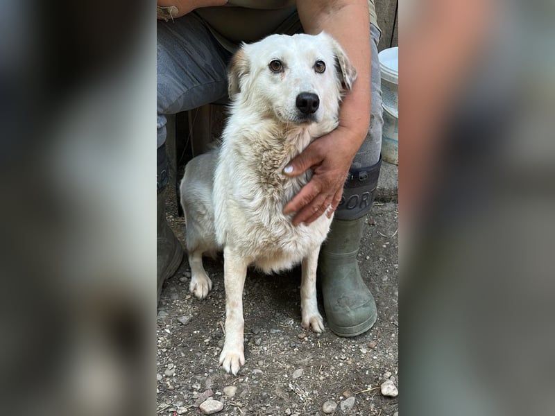 Vilu, zarte Schönheit sucht ihre Menschen