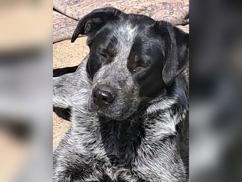 Berta, Hundemädchen sucht liebevolle Hände