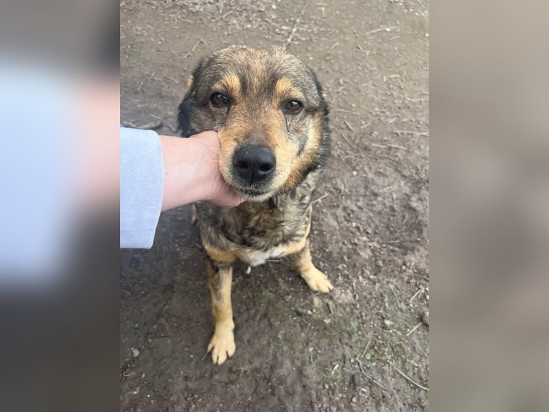 DIMITRI ❤ EILIG! sucht Zuhause oder Pflegestelle