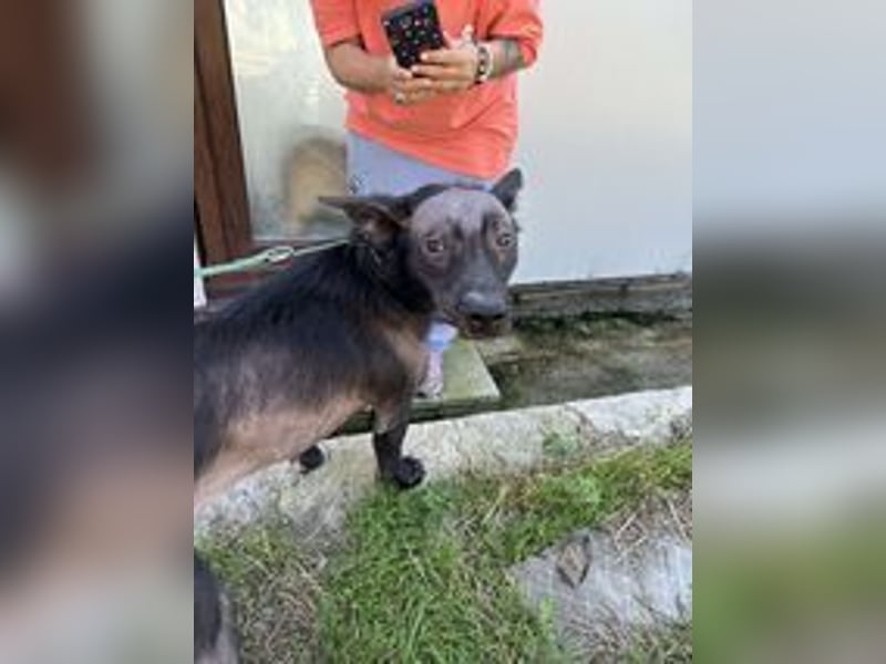 ZIGGY ❤ EILIG! sucht Zuhause oder Pflegestelle