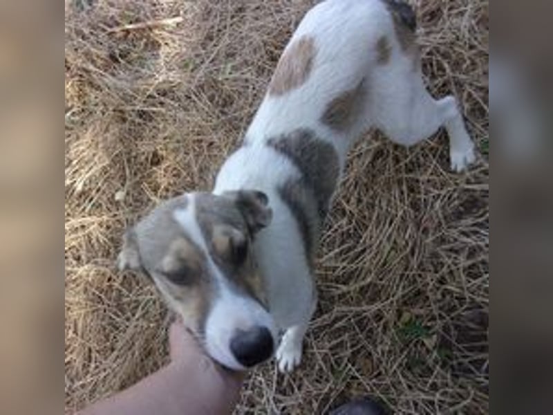 XAVION ❤ sucht Zuhause oder Pflegestelle