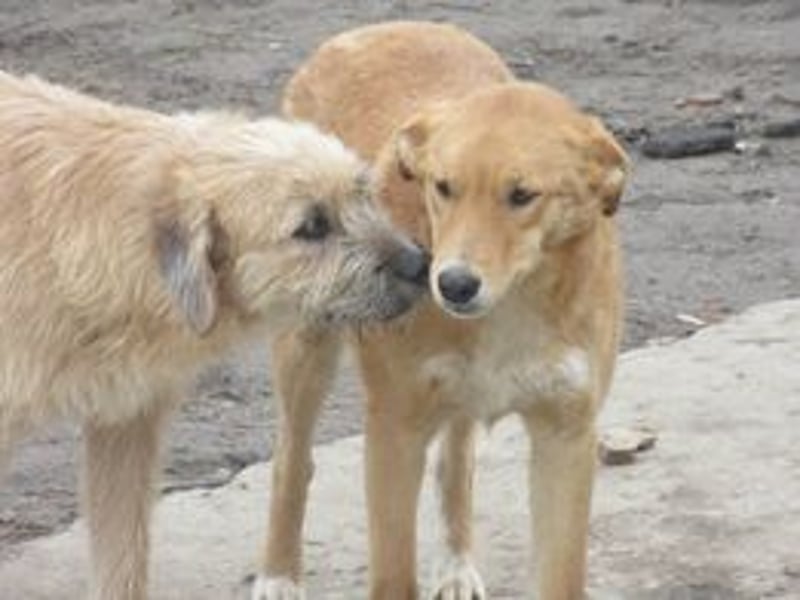 VANILA ❤ sucht Zuhause oder Pflegestelle