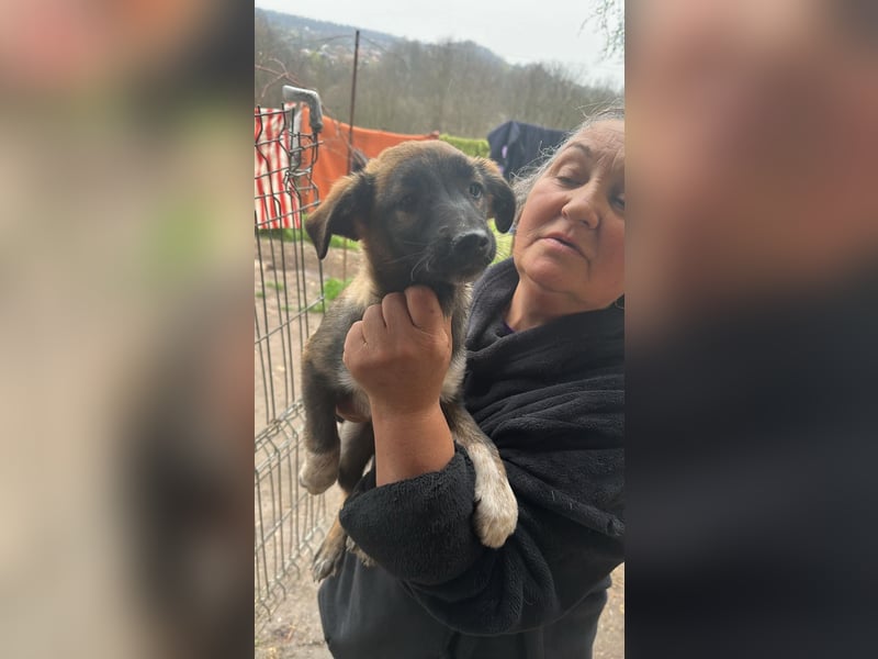 Alleen, kleine Schönheit sucht liebevolles Zuhause