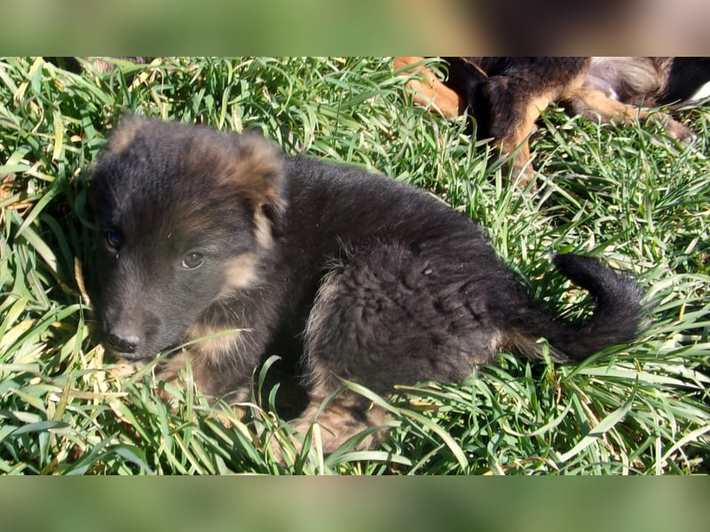 VESPA ❤ EILIG! sucht Zuhause oder Pflegestelle