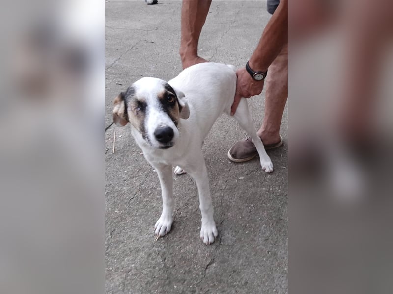 BINA ❤  sucht Zuhause oder Pflegestelle