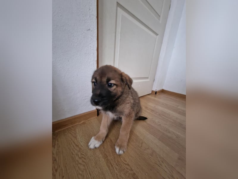 Tomi, kleiner Zwerg sucht sein passendes Körbchen