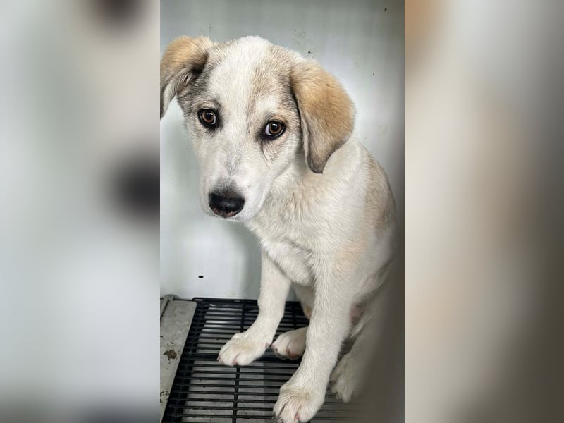 CLEO ❤  wartet in 51766 Engelskirchen auf Dich