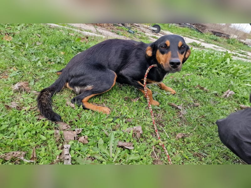 LOVY ❤️ Sehr EILIG! sucht Zuhause oder Pflegestelle