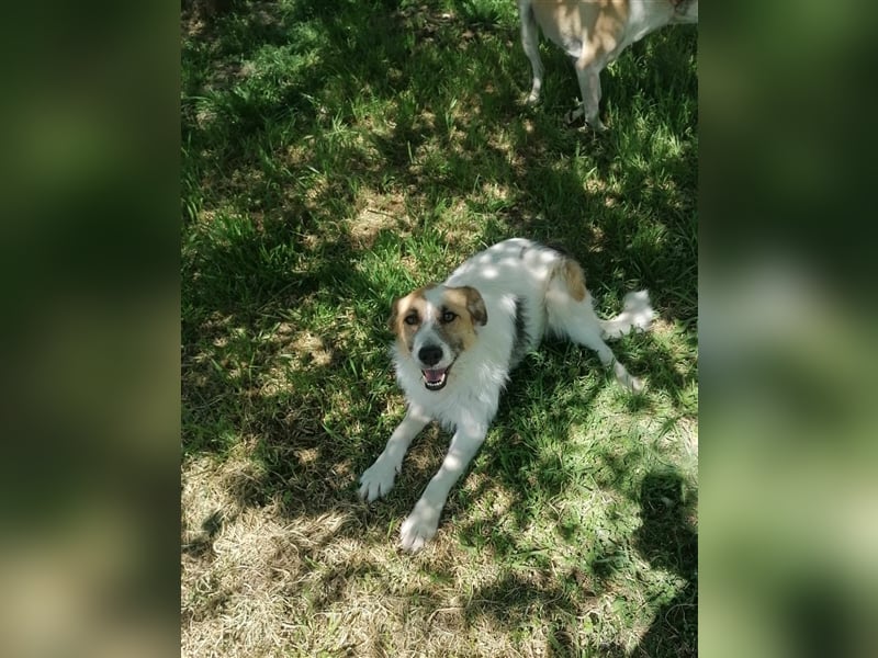 STEFFY ❤️ sucht Zuhause oder Pflegestelle