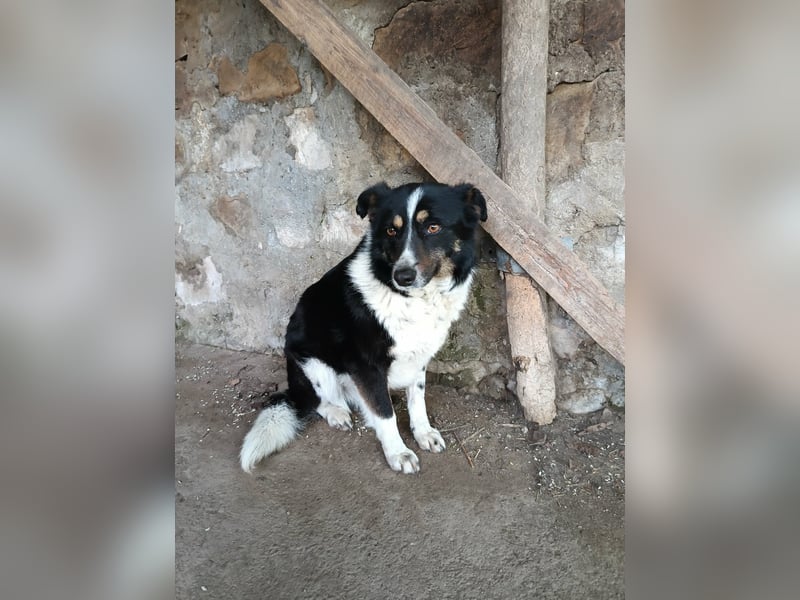 ASTRA❤ EILIG! sucht Zuhause oder Pflegestelle