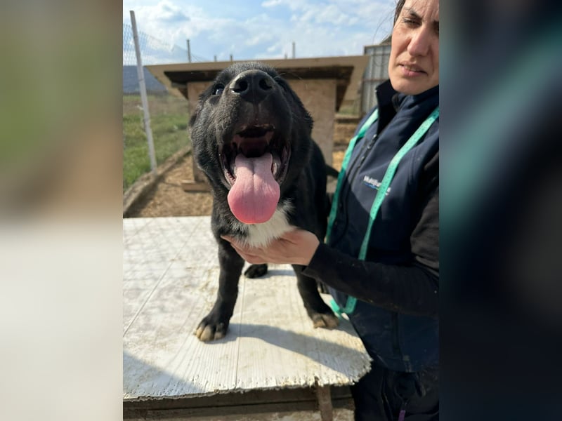 Wolle, lustiger Hundebub sucht sein Glück