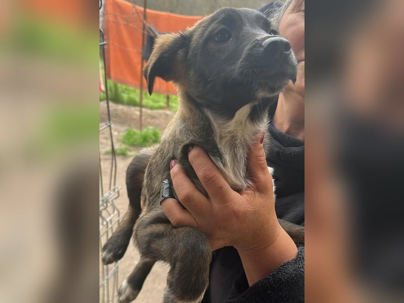 Ava, zauberhaftes Hundemädchen sucht ihre Menschen