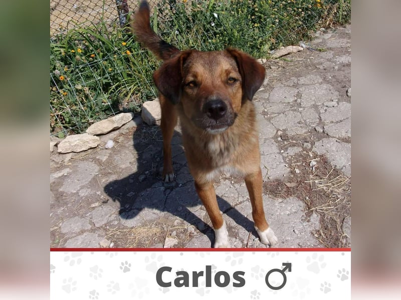 CARLOS ❤️ sucht Zuhause oder Pflegestelle