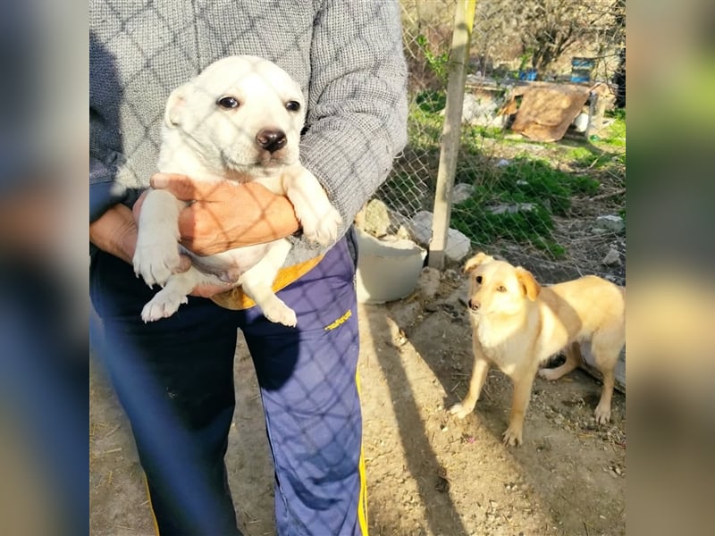 XANON ❤ sucht Zuhause oder Pflegestelle