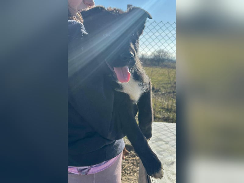 Wolle, lustiger Hundebub sucht sein Glück