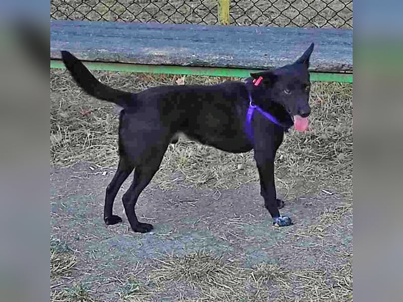 PIPIN ❤ sucht Zuhause oder Pflegestelle