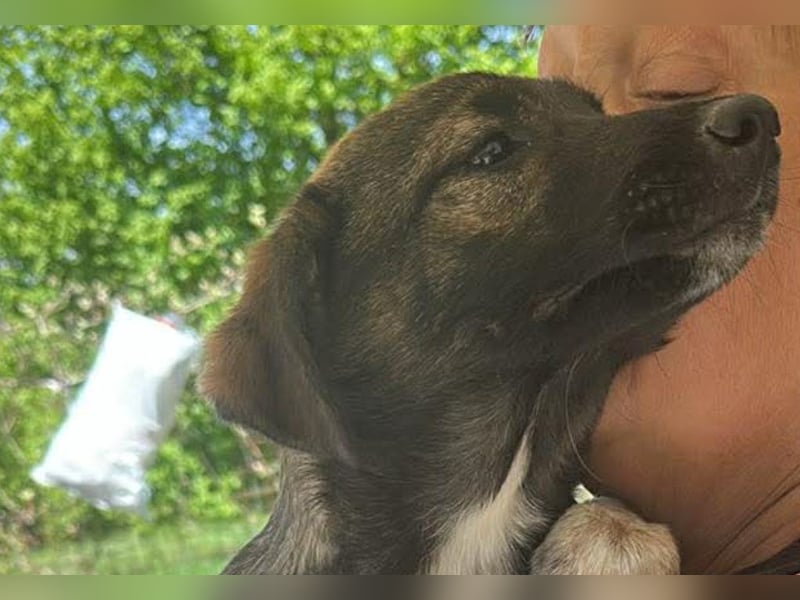 Alleen, kleine Schönheit sucht liebevolles Zuhause