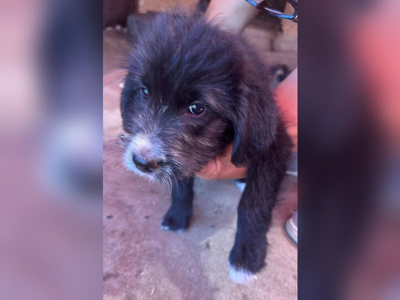 Dalia, Hundekind sucht Familienanschluß