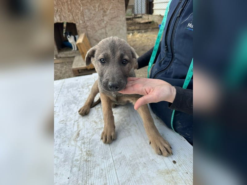 Xerox, süßer geht fast nicht