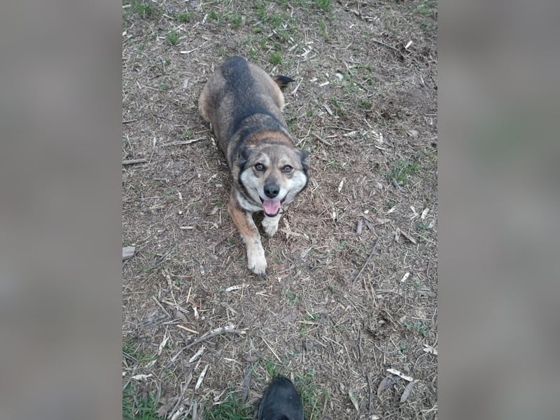 DORA ❤  sucht Zuhause oder Pflegestelle