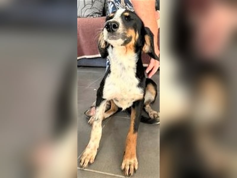 HELEN ❤ sucht Zuhause oder Pflegestelle