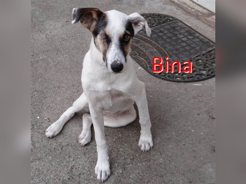 BINA ❤  sucht Zuhause oder Pflegestelle