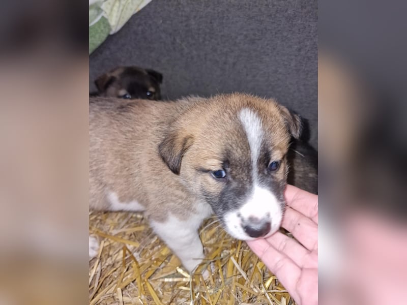 Tyler, kleiner Hundemann auf der Suche nach dem Glück