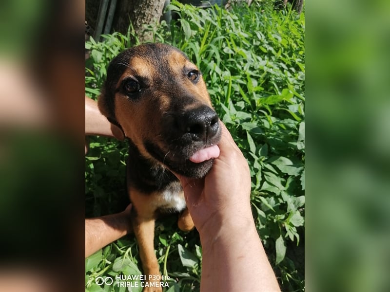 NANDO ❤ sucht Zuhause oder Pflegestelle