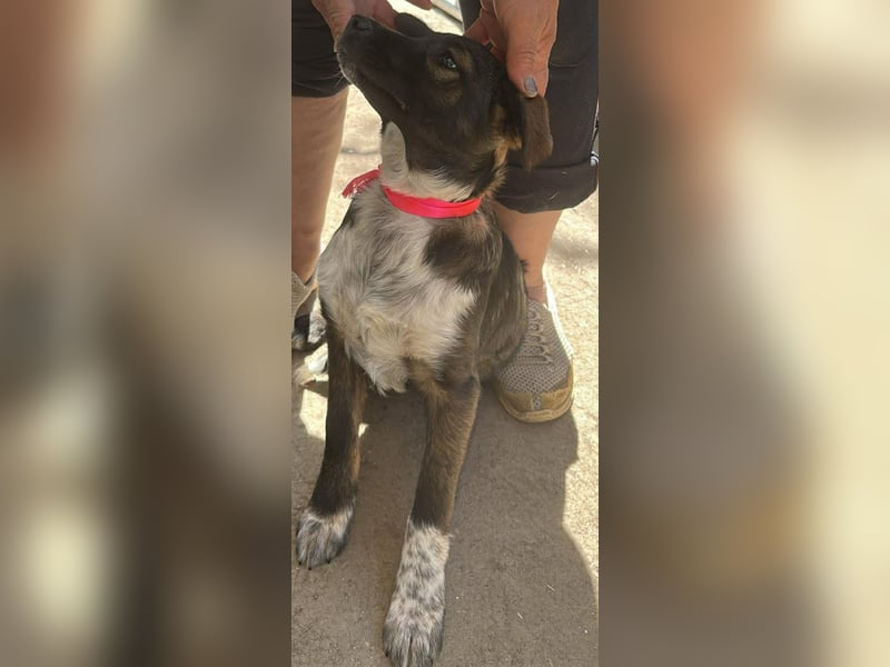 Ava, zauberhaftes Hundemädchen sucht ihre Menschen