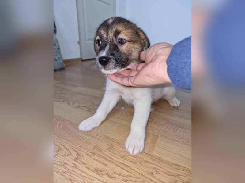 Titus sucht seine Menschen für immer