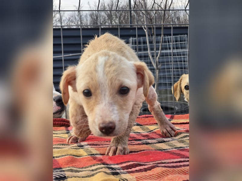 Dattel – wartet darauf entdeckt zu werden!