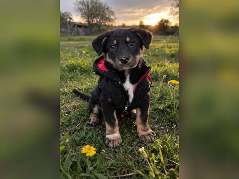 DENIRO ❤ EILIG! sucht Zuhause oder Pflegestelle