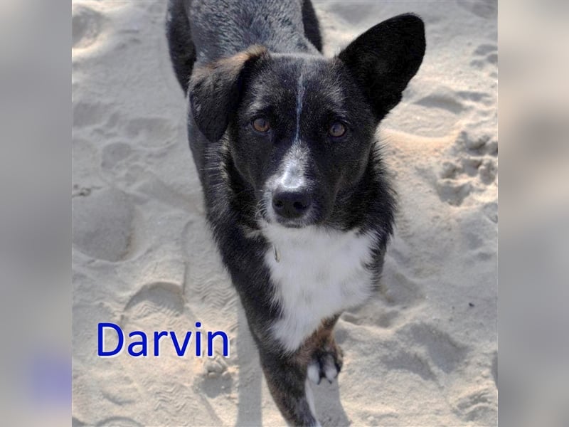 DARVIN ❤sucht Zuhause oder Pflegestelle